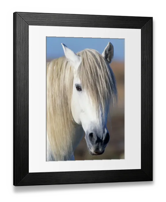 Framed Print : Horse (Equus Cabullus), France Framed Print : Horse (Equus Cabullus), France