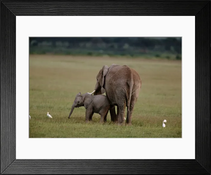 Framed Print : African Elephants (Loxodonta Africana) and Cattle Egrets, Kenya Framed Print : African Elephants (Loxodonta Africana) and Cattle Egrets, Kenya