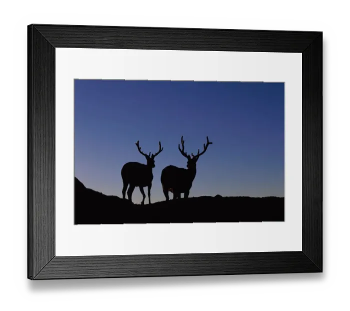 Framed Print : Elks in Silhouette, Rocky Mountain National Park Framed Print : Elks in Silhouette, Rocky Mountain National Park