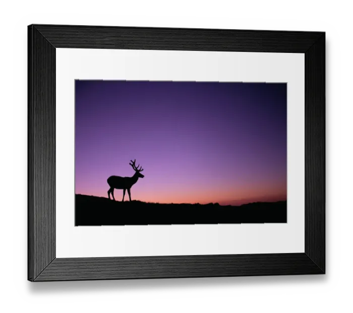 Framed Print : Jockeys Ridge State Park, Outer Banks, North Carolina, USA Framed Print : Jockeys Ridge State Park, Outer Banks, North Carolina, USA