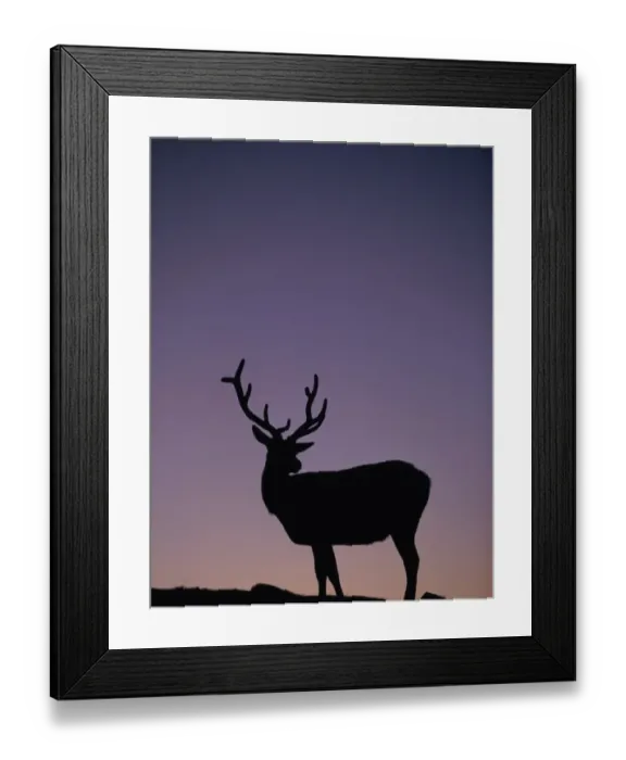 Framed Print : Silhouette of Elk, Rocky Mountain National Park Framed Print : Silhouette of Elk, Rocky Mountain National Park