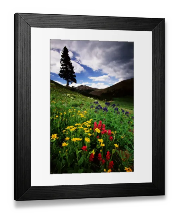 Framed Print : Colorado State Forest Wildflowers, USA Framed Print : Colorado State Forest Wildflowers, USA