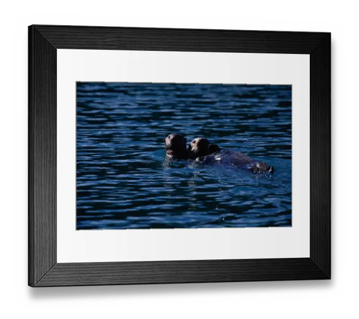 Framed Print : Sea Otters, Glacier Nat l Park, Alaska Framed Print : Sea Otters, Glacier Nat l Park, Alaska