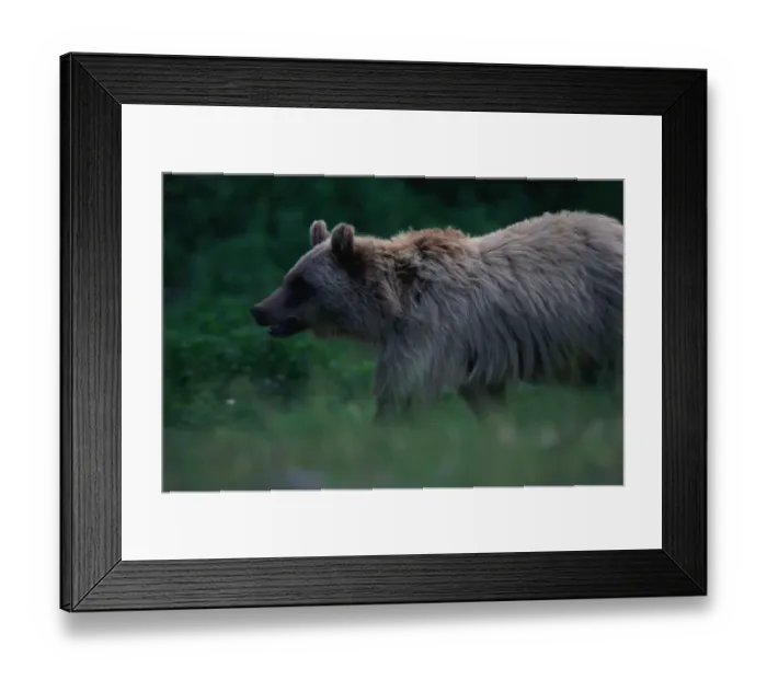 Framed Print : Brown Grizzly Bear, Glacier National Park