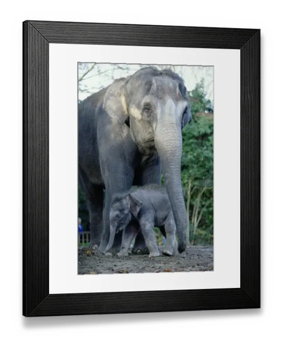 Framed Print : Asian Elephants (Elephas Maximus), Mother and Baby