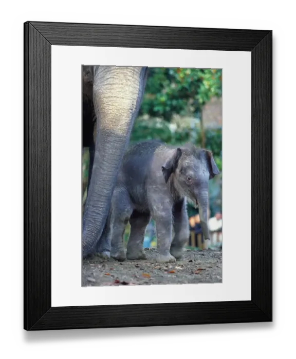 Framed Print : Asian Elephants (Elephas Maximus), Mother and Baby, Seattle, USA Framed Print : Asian Elephants (Elephas Maximus), Mother and Baby, Seattle, USA
