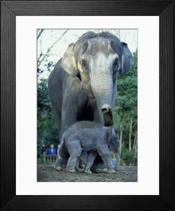 Framed Print : Asian Elephants (Elephas Maximus), Mother and Baby Framed Print : Asian Elephants (Elephas Maximus), Mother and Baby