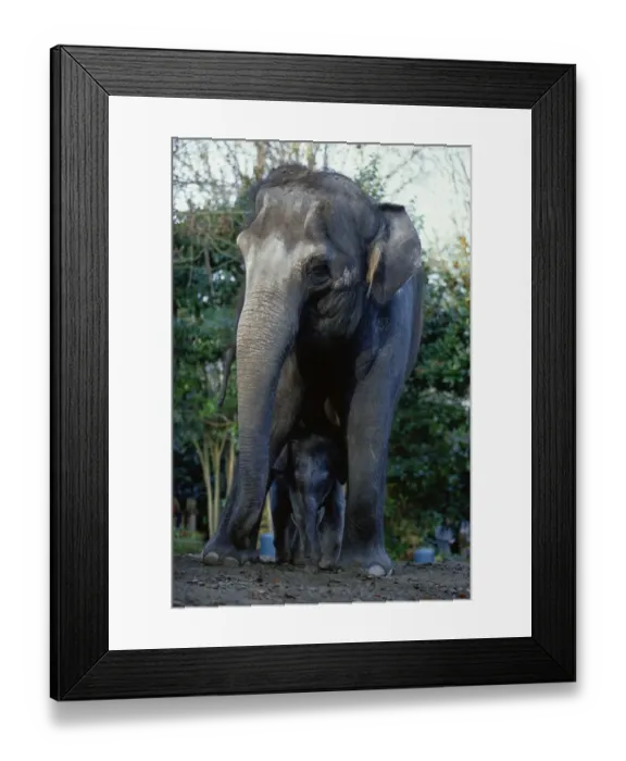 Framed Print : Asian Elephants (Elephas Maximus), Mother and Baby