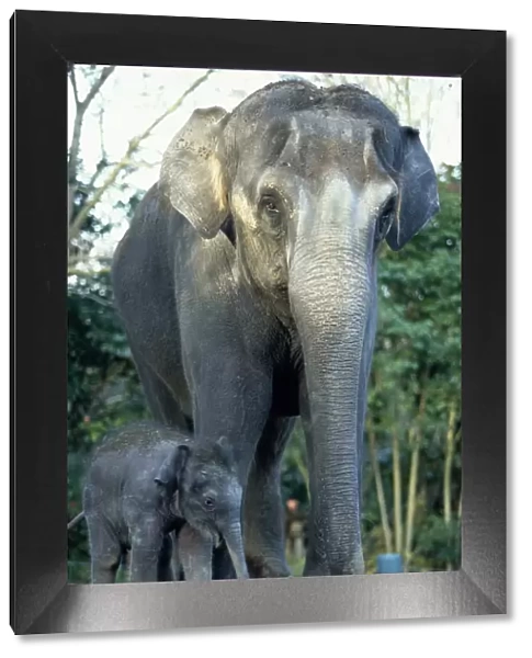 Indian Elephants (Elephas Maximus), Mother and Baby
