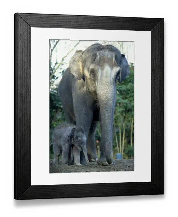 Framed Print : Indian Elephants (Elephas Maximus), Mother and Baby Framed Print : Indian Elephants (Elephas Maximus), Mother and Baby