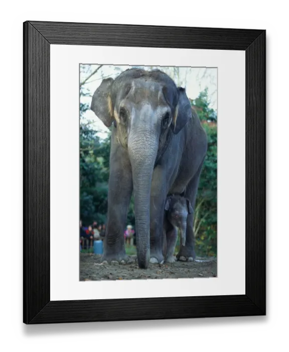 Framed Print : Asian Elephants (Elephas Maximus), Mother and Baby, Seattle, USA Framed Print : Asian Elephants (Elephas Maximus), Mother and Baby, Seattle, USA