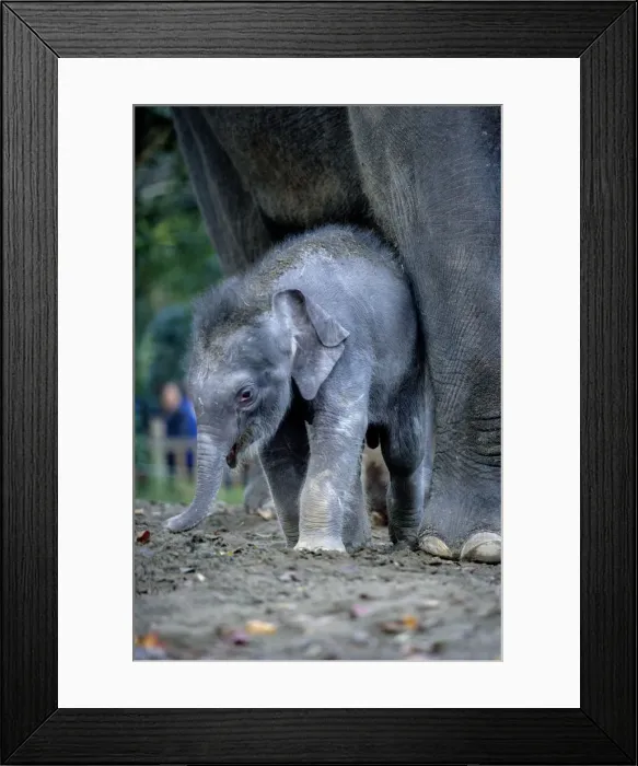 Framed Print : Asian Elephants (Elephas Maximus), Mother and Baby Framed Print : Asian Elephants (Elephas Maximus), Mother and Baby