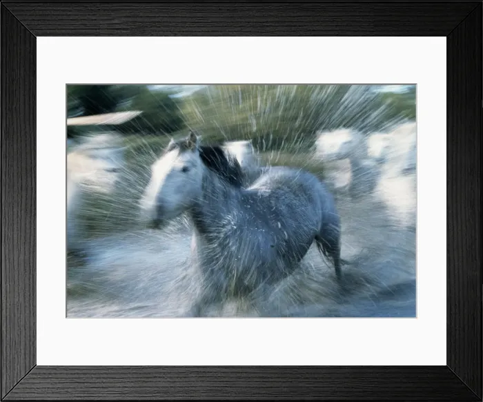 Framed Print : Wild Horses (Equus Caballus) France Framed Print : Wild Horses (Equus Caballus) France