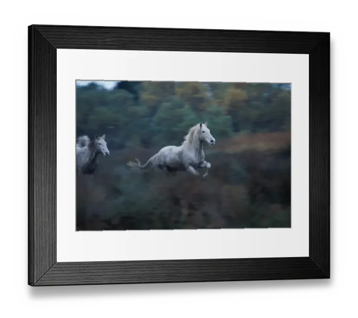 Framed Print : Wild Horses (Equus Caballus) France Framed Print : Wild Horses (Equus Caballus) France
