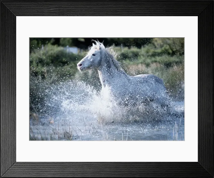 Framed Print : Wild Horses (Equus Caballus) France Framed Print : Wild Horses (Equus Caballus) France