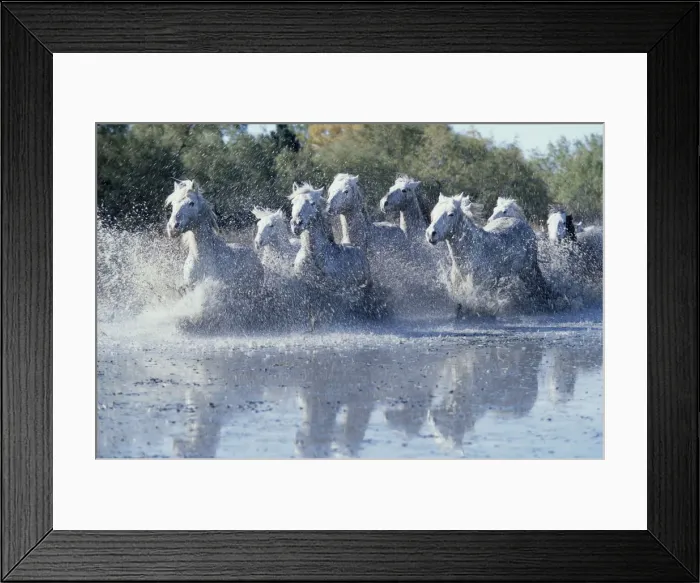 Framed Print : Wild Horses (Equus Caballus) France Framed Print : Wild Horses (Equus Caballus) France