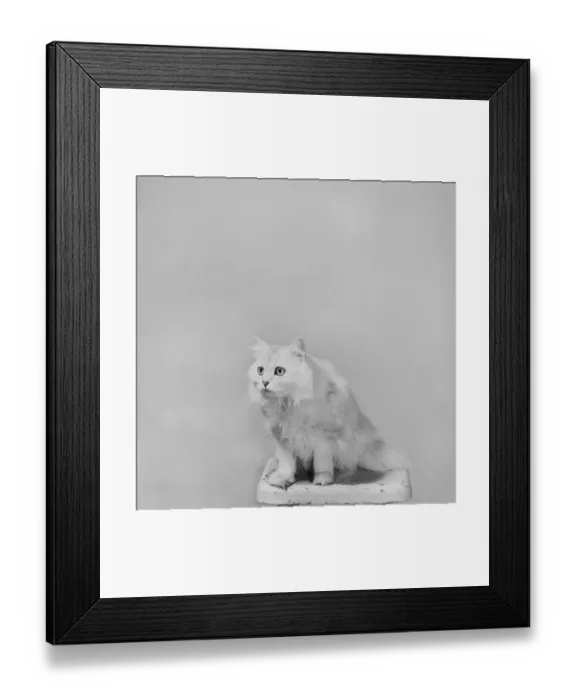 Framed Print : Cat sitting on stool against white background, close-up
