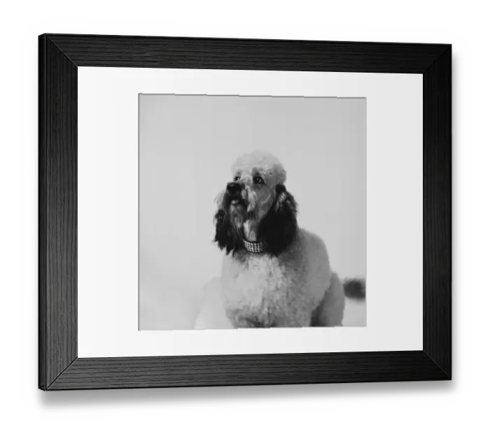 Framed Print : Dog against white background, close-up Framed Print : Dog against white background, close-up