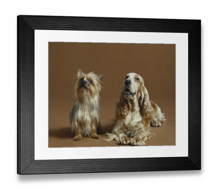 Framed Print : Dogs against brown background Framed Print : Dogs against brown background