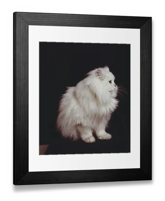 Framed Print : Cat sitting on black background, close-up Framed Print : Cat sitting on black background, close-up