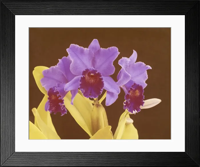 Framed Print : Orchid flowers on brown background, close-up Framed Print : Orchid flowers on brown background, close-up
