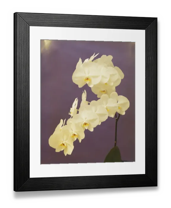 Framed Print : Orchid flowers on purple background, close-up