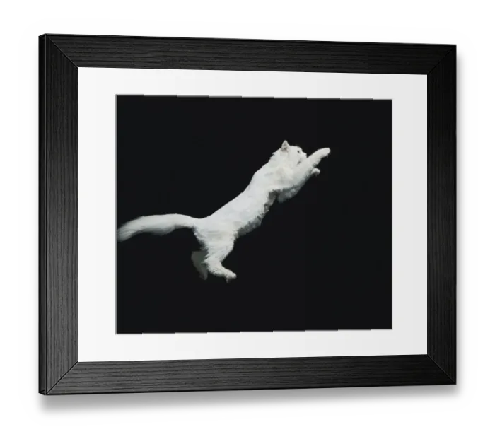 Framed Print : Cat jumping in air Framed Print : Cat jumping in air