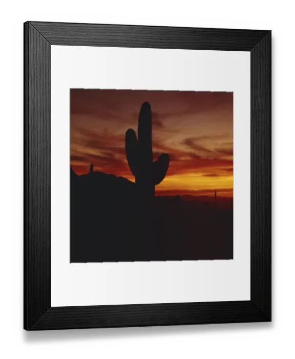Framed Print : Silhouette of cactus Framed Print : Silhouette of cactus