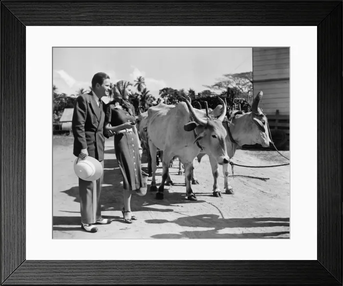 Framed Print : Couple looking at cows pulling cart (B&W) Framed Print : Couple looking at cows pulling cart (B&W)