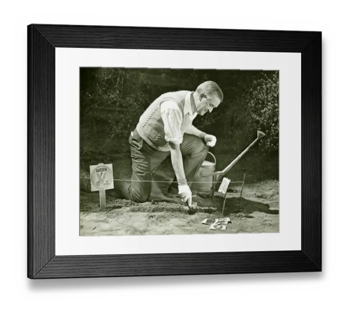 Framed Print : Mature man working on World War II Victory Garden, (B&W) Framed Print : Mature man working on World War II Victory Garden, (B&W)