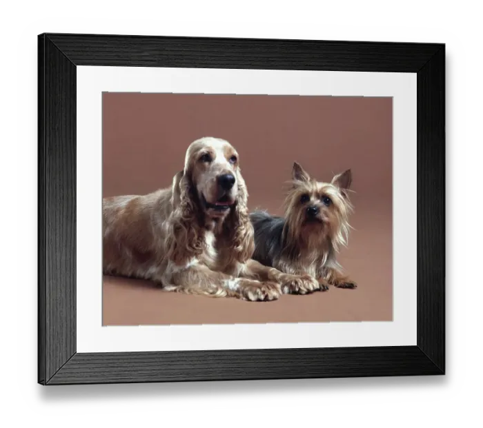 Framed Print : A Spaniel & A Terrier Framed Print : A Spaniel & A Terrier