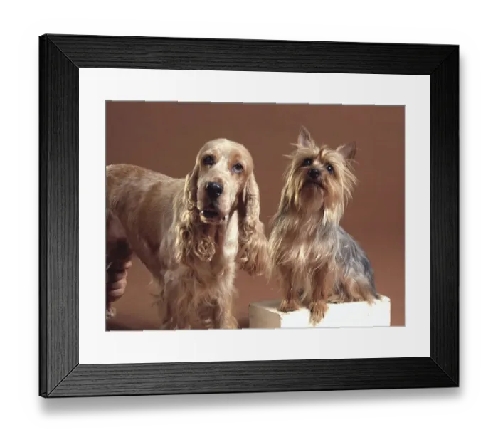 Framed Print : A Spaniel & A Terrier