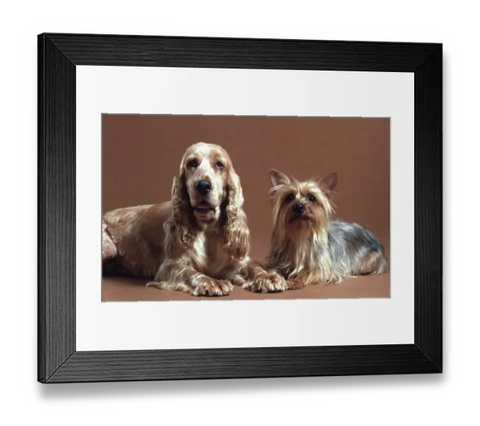 Framed Print : A Spaniel & A Terrier