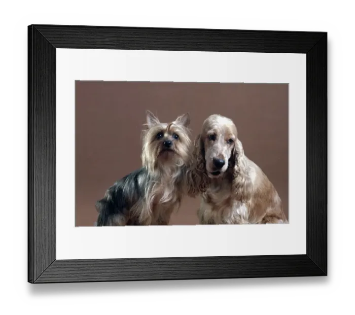Framed Print : A Terrier & A Spaniel Framed Print : A Terrier & A Spaniel
