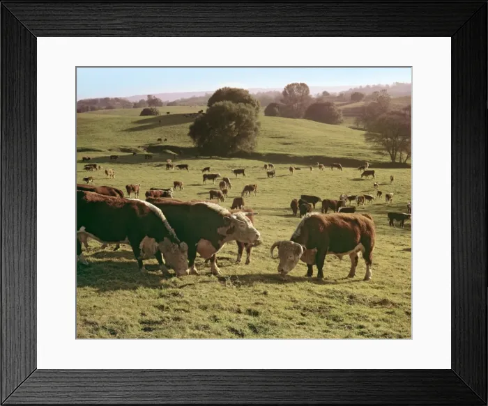Framed Print : Cows Grazing On A Hillside Framed Print : Cows Grazing On A Hillside