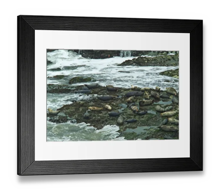 Framed Print : Pacific Harbor Seals Framed Print : Pacific Harbor Seals