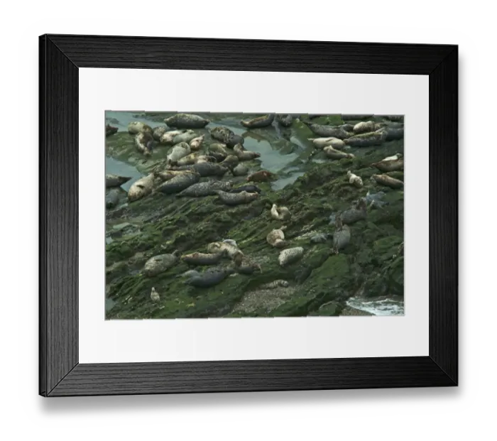Framed Print : Pacific Harbor Seals Framed Print : Pacific Harbor Seals