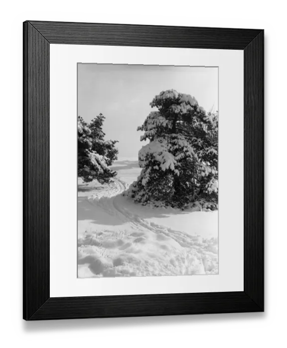 Framed Print : Snow-covered trees and field with tracks Framed Print : Snow-covered trees and field with tracks