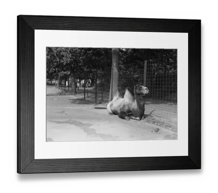 Framed Print : Camel in zoo Framed Print : Camel in zoo