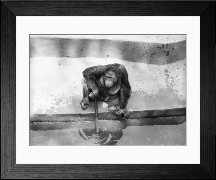 Framed Print : Orangutan in zoo Framed Print : Orangutan in zoo