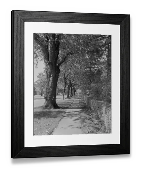 Framed Print : Treelined street with sidewalk Framed Print : Treelined street with sidewalk