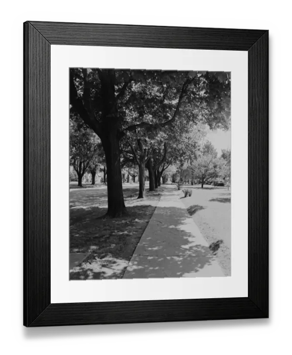 Framed Print : Treelined street with sidewalk Framed Print : Treelined street with sidewalk