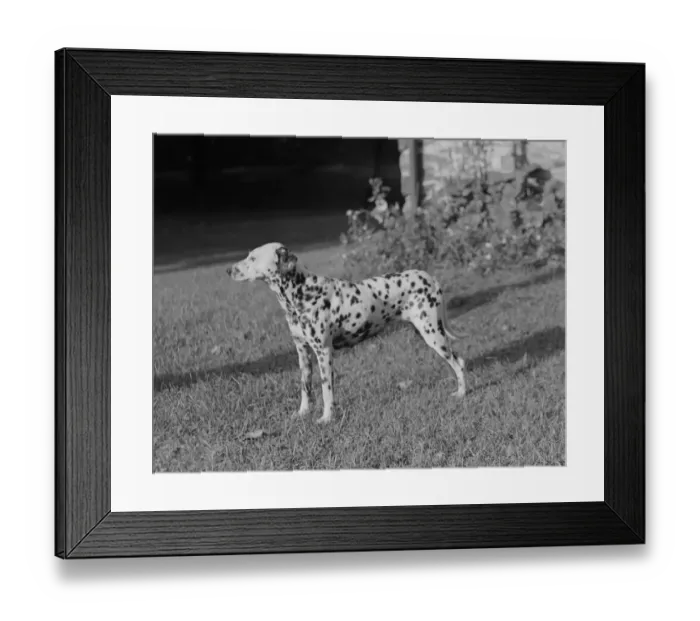 Framed Print : Side view of Dalmatian dog in garden Framed Print : Side view of Dalmatian dog in garden