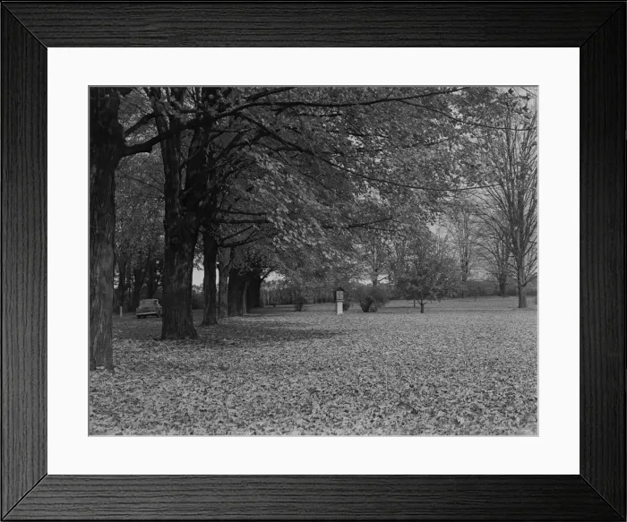 Framed Print : Autumn leaves under trees in park Framed Print : Autumn leaves under trees in park