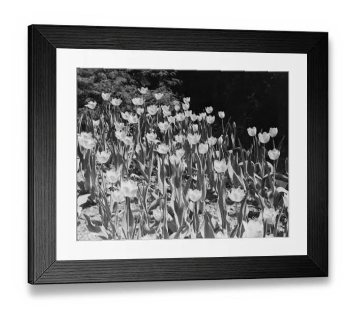 Framed Print : Tulips in bloom Framed Print : Tulips in bloom