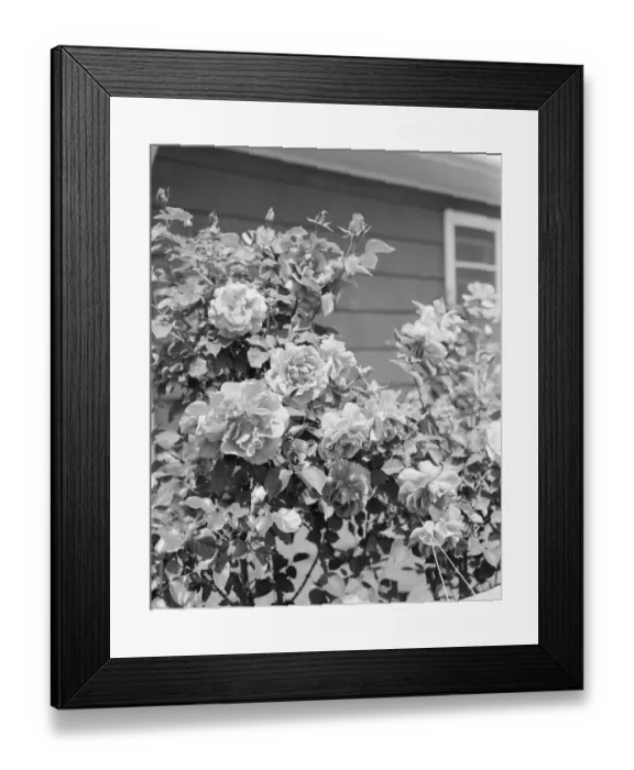 Framed Print : Roses growing outside house Framed Print : Roses growing outside house