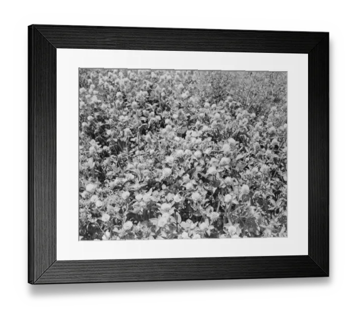 Framed Print : Plants Framed Print : Plants