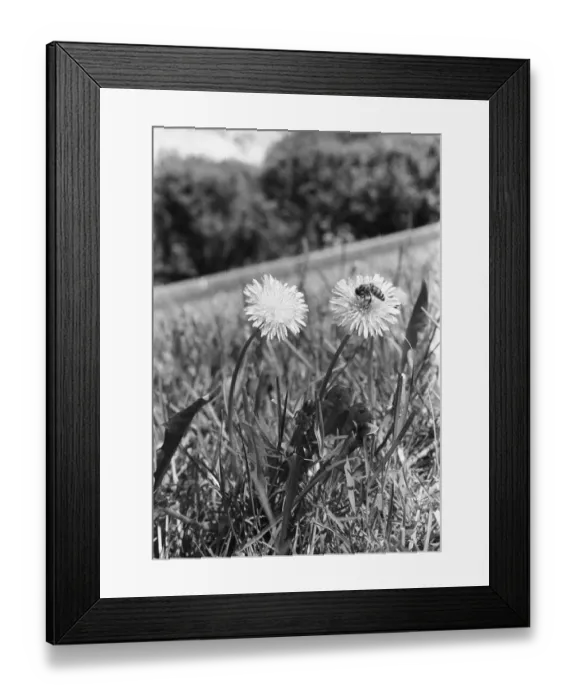 Framed Print : Bee on dandelion Framed Print : Bee on dandelion