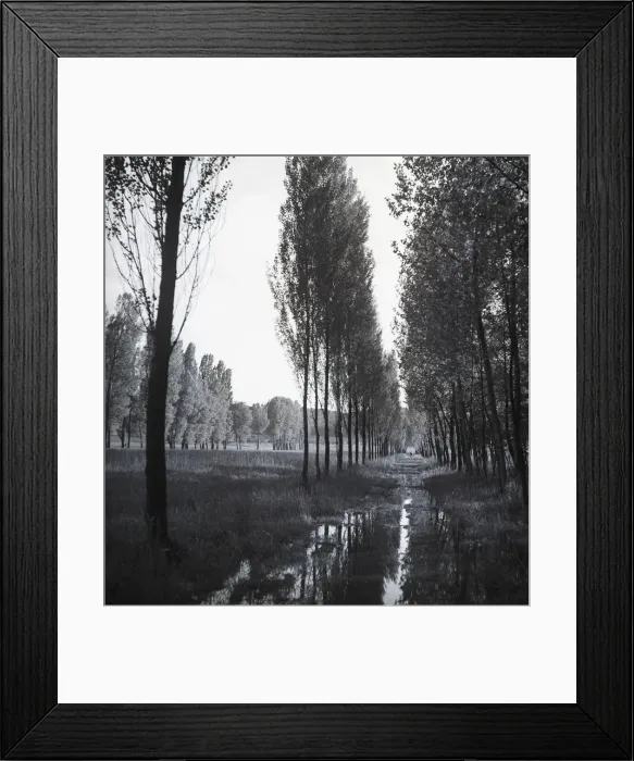 Framed Print : Treelined path Framed Print : Treelined path
