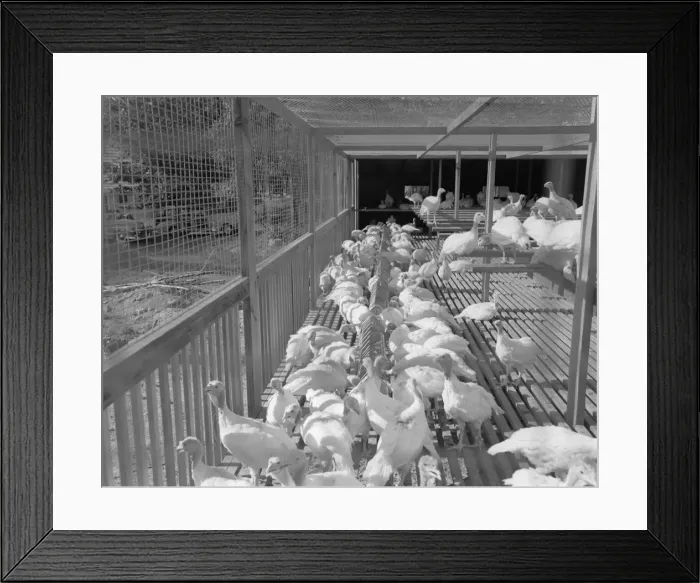 Framed Print : Turkeys in cage Framed Print : Turkeys in cage